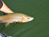 Fly fishing picture