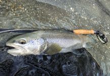 Fly-fishing Picture of European brown trout shared by BERNET Valentin | Fly dreamers