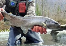 BERNET Valentin 's Fly-fishing Photo of a Salmo fario | Fly dreamers 