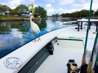 'Nike √' greets me many times upon safe arrival back to Gulfport Marina.