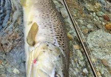 BERNET Valentin 's Fly-fishing Pic of a Salmo trutta | Fly dreamers 