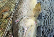 Fly-fishing Pic of Loch Leven trout German shared by BERNET Valentin | Fly dreamers 