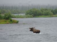 Fly fishing picture