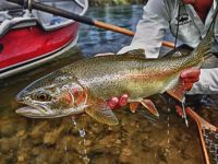 Fly fishing picture