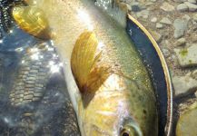 BERNET Valentin 's Fly-fishing Image of a Brownie | Fly dreamers 