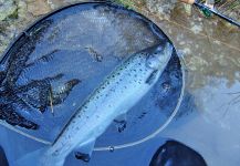 BERNET Valentin 's Fly-fishing Pic of a English trout | Fly dreamers 