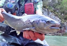 BERNET Valentin 's Fly-fishing Picture of a Brownie | Fly dreamers 