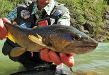 Fly-fishing Image of Brown trout shared by BERNET Valentin | Fly dreamers