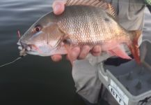 Fly-fishing Photo of Mangrove Snapper - Gray Snapper shared by David Bullard | Fly dreamers 