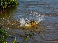 Fly fishing picture