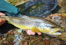 Fly-fishing Picture of brown trout shared by BERNET Valentin | Fly dreamers