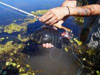 Foto de pesca con mosca