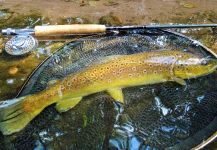 BERNET Valentin 's Fly-fishing Picture of a brown trout | Fly dreamers 