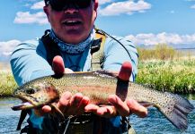 Fly-fishing Image of Rainbow trout shared by Mike Campbell | Fly dreamers