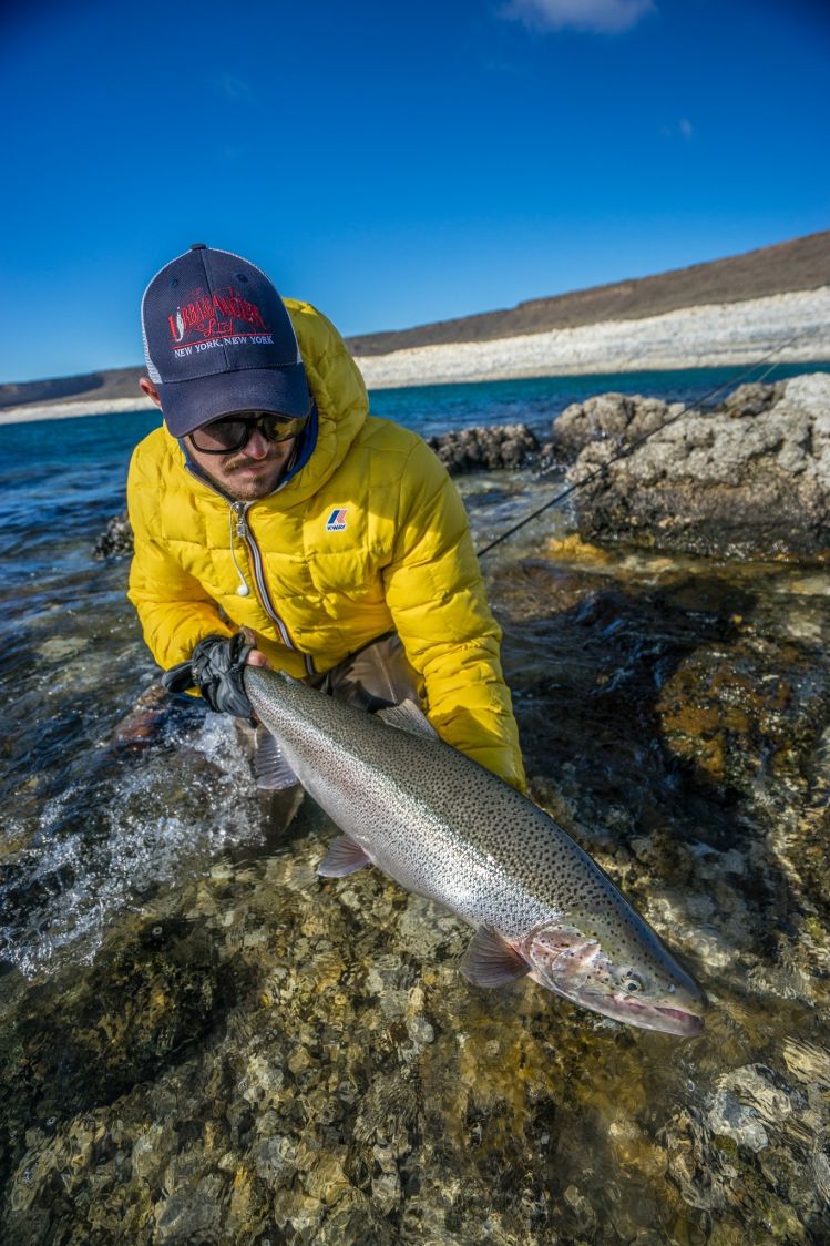 Rainbow Trout 