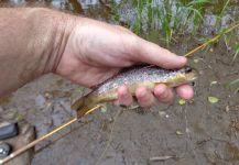 Fly fishing Belgium Ourthe an Martin Moullin