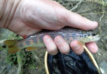 Fly fishing Ourthe and Martin Moullin, Belgium 