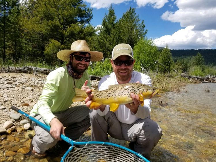 Montana salmonflies