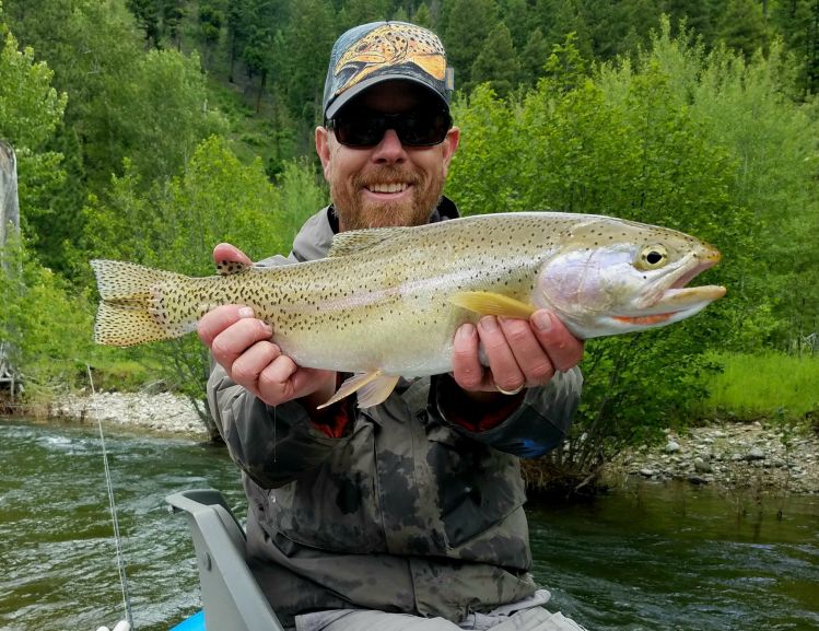 Salmonflies in montana