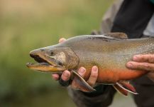 Juan Manuel Biott 's Fly-fishing Photo of a Salvelinus fontinalis | Fly dreamers 