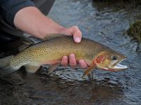 Fly fishing picture