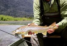 Brown Trout, Yelcho Lake