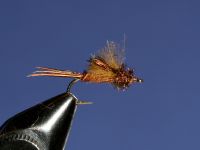 EMERGENTE CADDIS