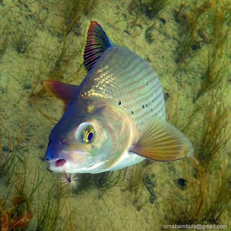 Grayling on dry fly