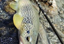 BERNET Valentin 's Fly-fishing Photo of a Loch Leven trout German | Fly dreamers 