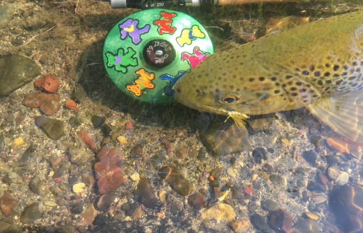 Owyhee River Brown