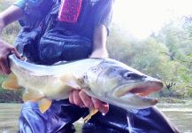 BERNET Valentin 's Fly-fishing Image of a Brownie | Fly dreamers 