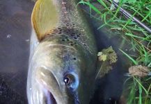 BERNET Valentin 's Fly-fishing Photo of a von Behr trout | Fly dreamers 