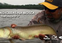 Kid Ocelos 's Fly-fishing Photo of a Silver Arowana | Fly dreamers 