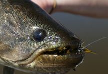  Mira esta Interesante imagen de Arte de Pesca con Mosca de Mariano Romero