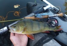 Lukas Bauer 's Fly-fishing Photo of a Perch | Fly dreamers 