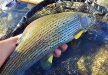 Fly-fishing Picture of Lady of the river shared by BERNET Valentin | Fly dreamers