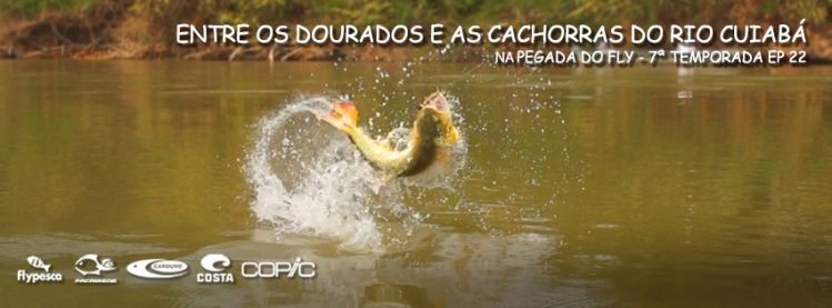 Golden Dorado in Brazil!