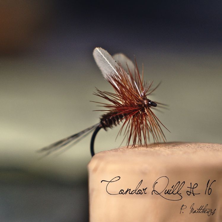 Condor Quill #16