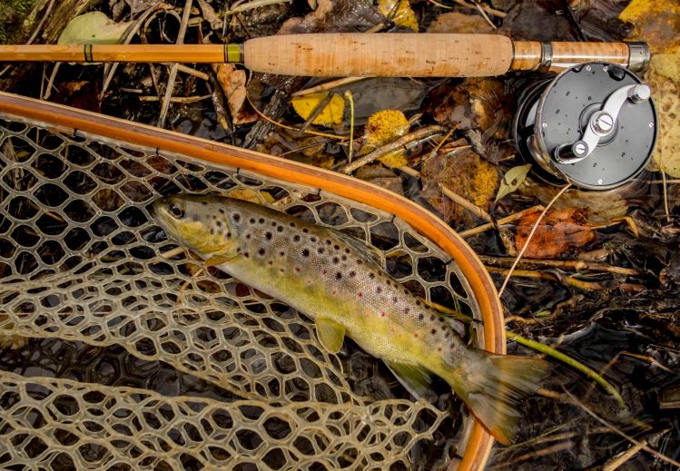 Brown Trout, Bamboo