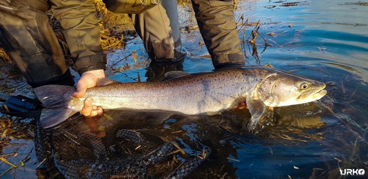 Hucho hucho (Danube salmon) aka king of the stream or fish of a 1000 casts