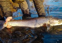 Fly-fishing Photo of Huchen shared by Uros Kristan - URKO Fishing Adventures | Fly dreamers 