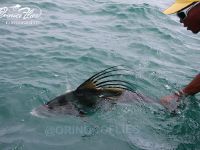 Foto de pesca con mosca