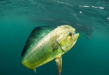  Dorado (Mahi Mahi) – Interesante Situación de Pesca con Mosca – Por Marcelo Morales