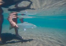 Santi Sioli 's Fly-fishing Picture of a Rainbow trout | Fly dreamers 