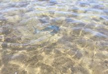 Travis Ota 's Fly-fishing Pic of a Bonefish | Fly dreamers 