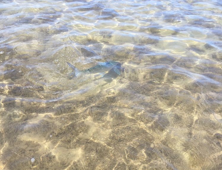 Aloha from Molokai! Heres a local Hawaiian O'Io (Bonefish) just before blasting off toward the horizon. Zzziiinnggg!! 