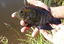  Foto de Pesca con Mosca de Chanchita por Pablo Barletta | Fly dreamers 