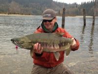 Fraser Valley Chum Salmon