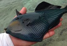  Foto de Pesca con Mosca de Triggerfish por Travis Ota | Fly dreamers 