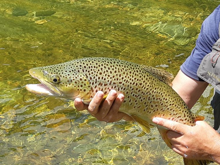 Backyard brown.